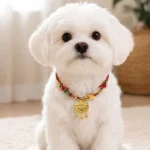 Red string lucky pet collar with ruyi lock charm worn on small dog, adorable festive look