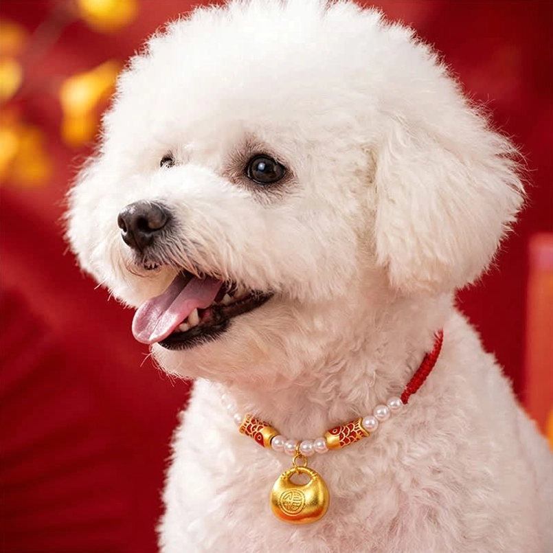 White poodle wearing red string fortune collar with koi charm, festive Chinese background