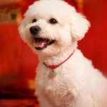 Red string jade pet collar with adjustable knots worn on Bichon Frise dog, festive background