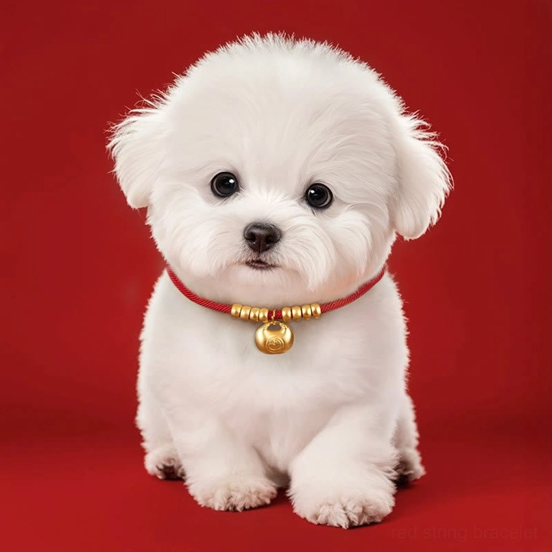 Small dog wearing blessed red string protection collar with gold bell pendant