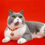 Cat wearing red string protection pet collar with gold tiger charm on red studio background