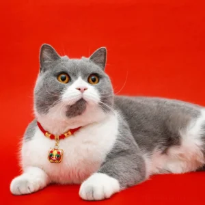 Cat wearing red string protection pet collar with gold tiger charm on red studio background